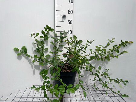 Chaenomeles sup. 'Crimson and Gold' geen maat specificatie cont. 7,5L - afbeelding 2