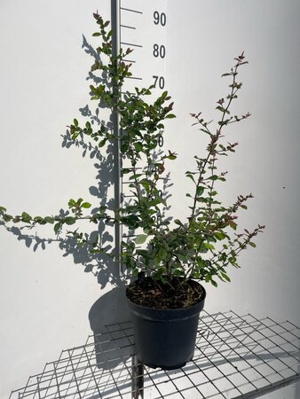 Chaenomeles sup. 'Crimson and Gold' geen maat specificatie cont. 7,5L - afbeelding 3