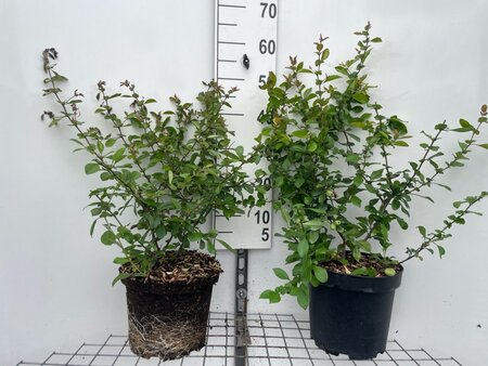 Chaenomeles sup. 'Crimson and Gold' geen maat specificatie cont. 7,5L - afbeelding 2