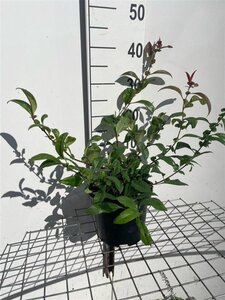 Chaenomeles spec. 'Nivalis' 30-40 cm cont. 3,0L - afbeelding 3