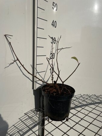 Chaenomeles spec. 'Nivalis' 30-40 cm cont. 3,0L - afbeelding 3