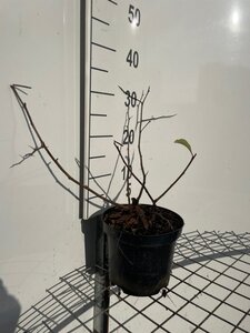 Chaenomeles spec. 'Nivalis' 30-40 cm cont. 3,0L - afbeelding 3