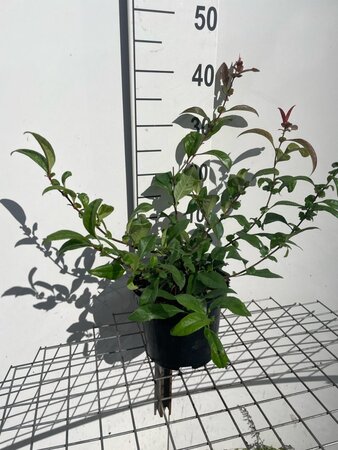 Chaenomeles spec. 'Nivalis' 30-40 cm cont. 3,0L - afbeelding 4