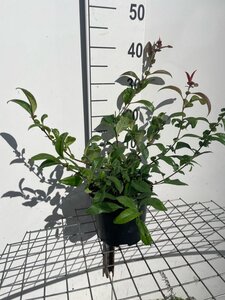 Chaenomeles spec. 'Nivalis' 30-40 cm cont. 3,0L - afbeelding 4