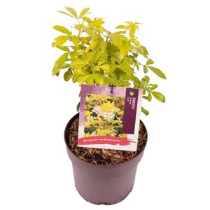 Choisya t. 'Lich' 25-30 cm cont. 3,0L - afbeelding 12
