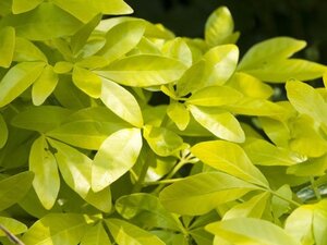 Choisya t. 'Lich' 25-30 cm cont. 3,0L