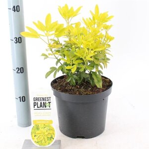 Choisya t. 'Lich' 25-30 cm cont. 3,0L - afbeelding 5