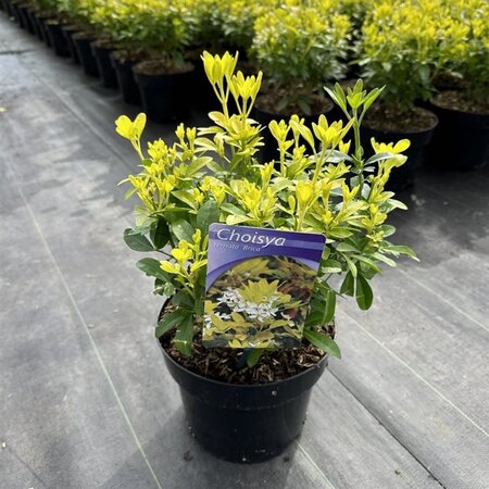 Choisya t. 'Lich' 25-30 cm cont. 3,0L - afbeelding 3