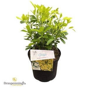 Choisya t. 'Lich' 25-30 cm cont. 3,0L - afbeelding 2