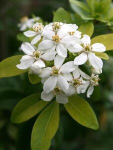 Choisya t. 'Lich' 25-30 cm cont. 3,0L - afbeelding 7