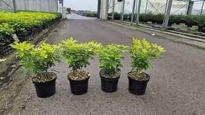 Choisya t. 'Lich' 25-30 cm cont. 3,0L - afbeelding 2