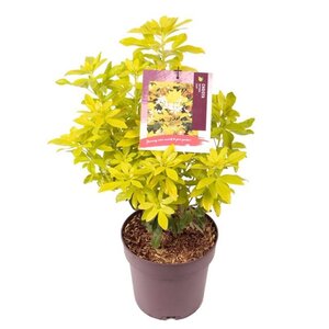 Choisya t. 'Lich' 25-30 cm cont. 3,0L - afbeelding 12