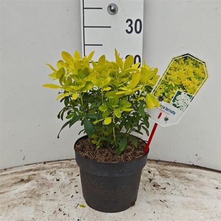 Choisya t. Sundance 25-30 cm cont. 3,0L - afbeelding 5