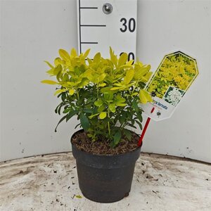 Choisya t. Sundance 25-30 cm cont. 3,0L - afbeelding 5