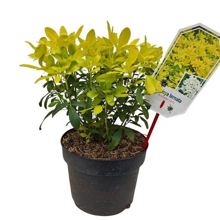Choisya t. Sundance 25-30 cm cont. 3,0L - afbeelding 4