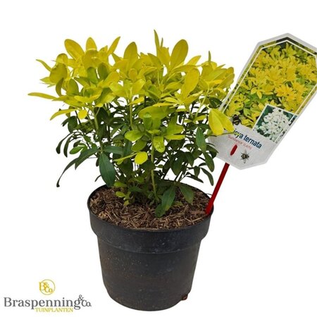 Choisya t. Sundance 25-30 cm cont. 3,0L - afbeelding 3