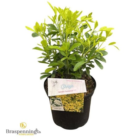 Choisya t. Sundance 25-30 cm cont. 3,0L - afbeelding 2