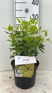 Choisya t. Sundance 25-30 cm cont. 3,0L - afbeelding 11