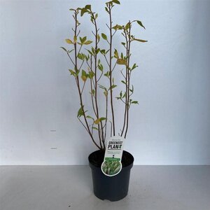 Clethra alnifolia 40-50 cm cont. 3,0L - afbeelding 1