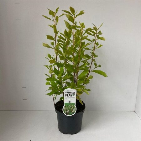 Clethra alnifolia 40-50 cm cont. 3,0L - afbeelding 1