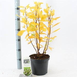 Clethra alnifolia 40-50 cm cont. 3,0L - afbeelding 3