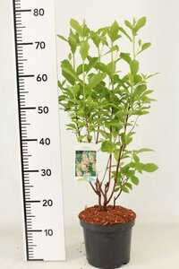 Clethra alnif. 'Pink Spire' 40-50 cm cont. 3,0L