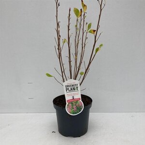 Clethra alnif. 'Ruby Spice' 40-50 cm cont. 3,0L - afbeelding 2