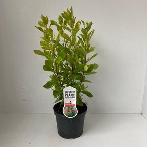 Clethra alnif. 'Ruby Spice' 40-50 cm cont. 3,0L - afbeelding 2