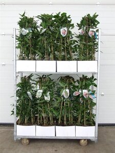 Clematis arm. 'Snowdrift' (WIT) 80-100 cm cont. 2,0L