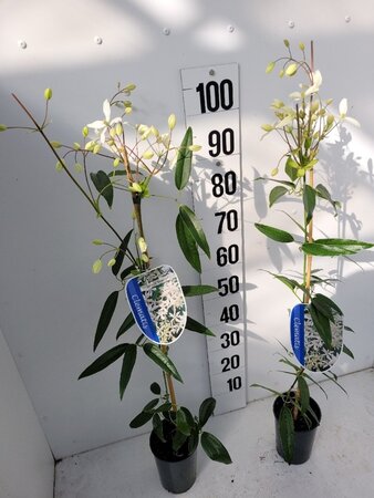 Clematis arm. 'Snowdrift' (WIT) 80-100 cm cont. 2,0L - afbeelding 5