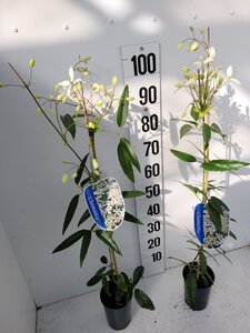 Clematis arm. 'Snowdrift' (WIT) 80-100 cm cont. 2,0L - afbeelding 5