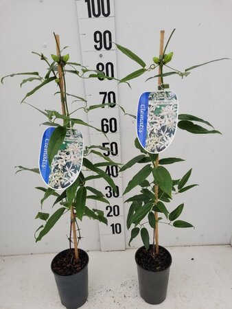 Clematis arm. 'Snowdrift' (WIT) 80-100 cm cont. 2,0L - afbeelding 6
