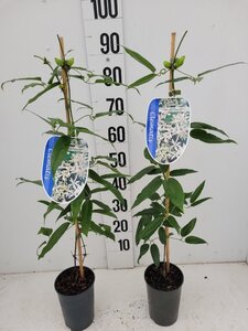 Clematis arm. 'Snowdrift' (WIT) 80-100 cm cont. 2,0L - afbeelding 6