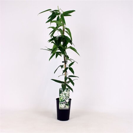 Clematis arm. 'Snowdrift' (WIT) 80-100 cm cont. 2,0L - afbeelding 4