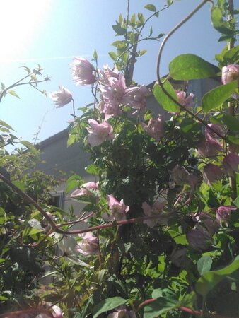 Clematis 'Pink Flamingo' 70 cm vierkant 2L