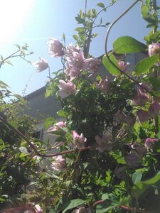 Clematis 'Pink Flamingo' 70 cm vierkant 2L