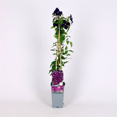 Clematis 'Etoile Violette' (donkerpaars ) 70 cm vierkant 2L - afbeelding 3