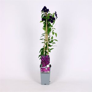 Clematis 'Etoile Violette' (donkerpaars ) 70 cm vierkant 2L - afbeelding 3