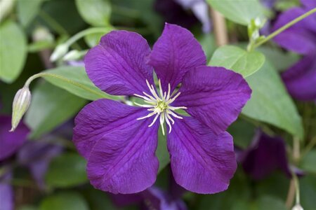 Clematis 'Etoile Violette' (donkerpaars ) 70 cm vierkant 2L - afbeelding 2