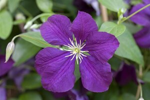 Clematis 'Etoile Violette' (donkerpaars ) 70 cm vierkant 2L - afbeelding 2