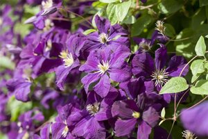 Clematis 'Etoile Violette' (donkerpaars ) 70 cm vierkant 2L