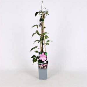 Clematis 'Fragrant Spring' (klein roze) 70 cm vierkant 2L - afbeelding 4