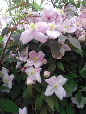 Clematis 'Fragrant Spring' (klein roze) 70 cm vierkant 2L - afbeelding 2