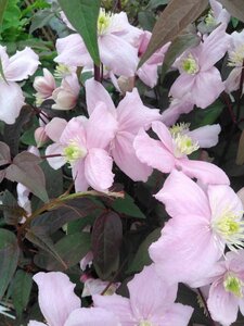 Clematis 'Fragrant Spring' (klein roze) 70 cm vierkant 2L - afbeelding 3