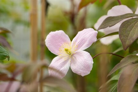 Clematis 'Fragrant Spring' (klein roze) 70 cm vierkant 2L - image 1