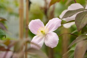 Clematis 'Fragrant Spring' (klein roze) 70 cm vierkant 2L