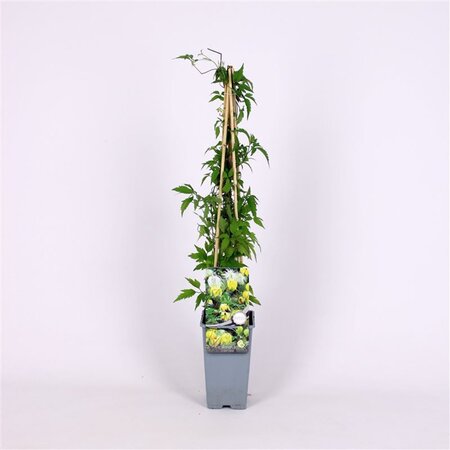 Clematis orientalis (geel) 70 cm vierkant 2L - afbeelding 2