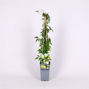 Clematis orientalis (geel) 70 cm vierkant 2L - afbeelding 2
