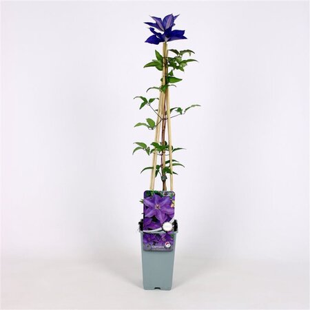 Clematis 'The President' (paars) 70 cm vierkant 2L - afbeelding 3