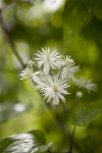 Clematis vitalba (klein wit) 70 cm vierkant 2L - afbeelding 2